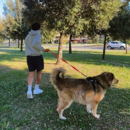a man walking a dog